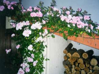 IMG018.JPG